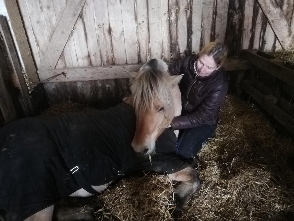Fjordhest Møltrup Njord billede 19