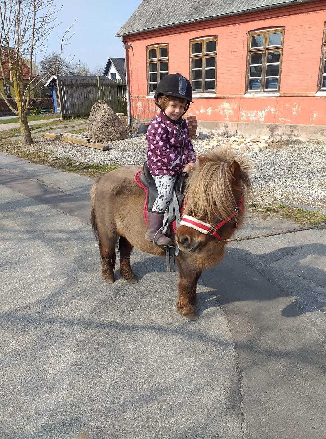 Shetlænder Ll. juulsgaards shakira billede 8