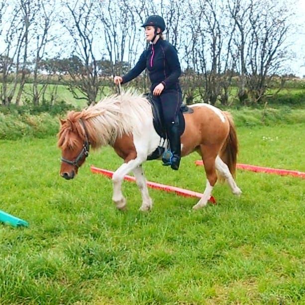 Islænder Glitfaxi fra Spøttrup billede 20