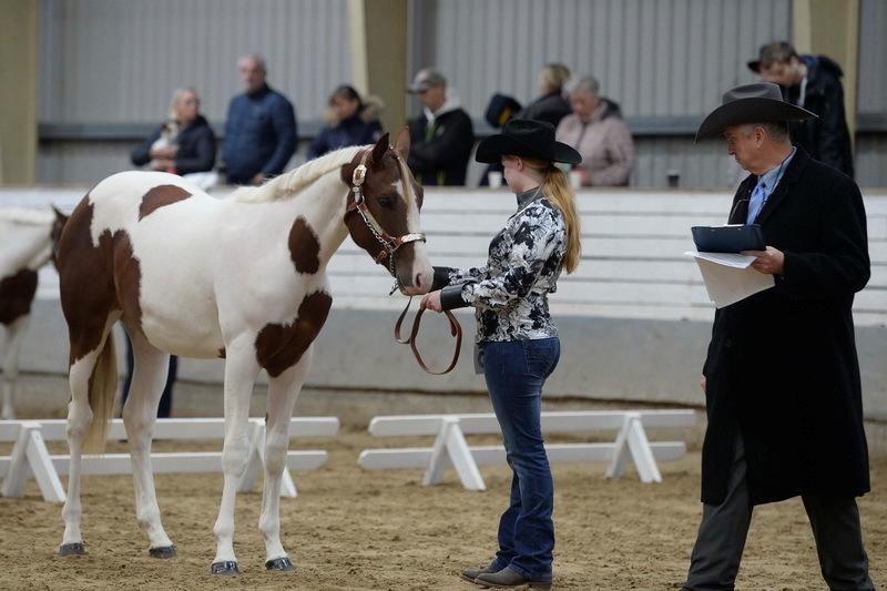 Paint RHR Krymsunbymidnight - Foto: John Jensen, táselvfoto billede 8