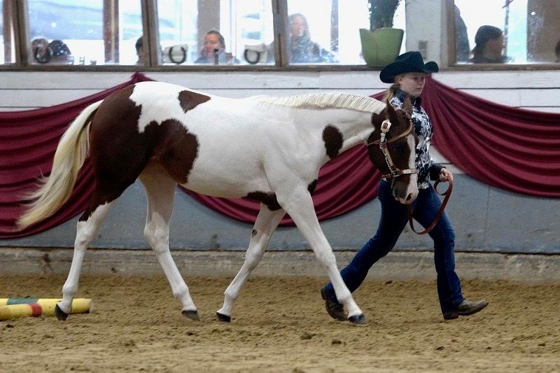 Paint RHR Krymsunbymidnight - Foto: John Jensen, táselvfoto billede 12