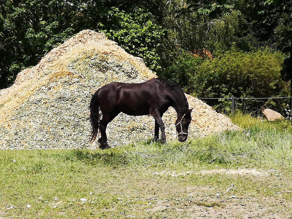 Frieser wijtske HD billede 10
