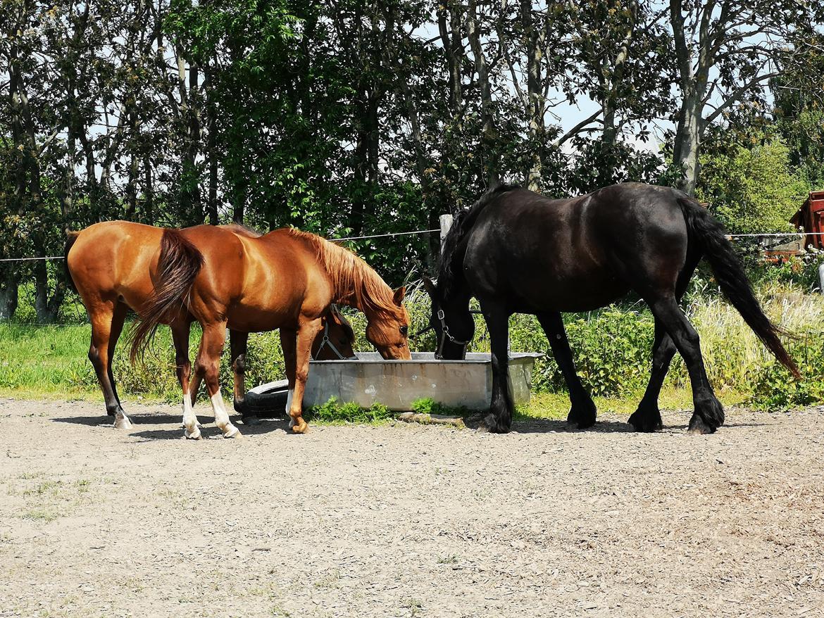 Frieser wijtske HD billede 11