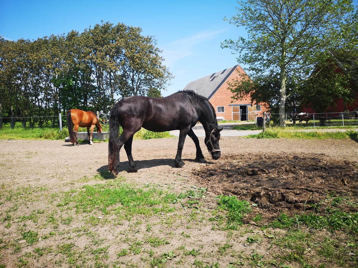 Frieser wijtske HD billede 12