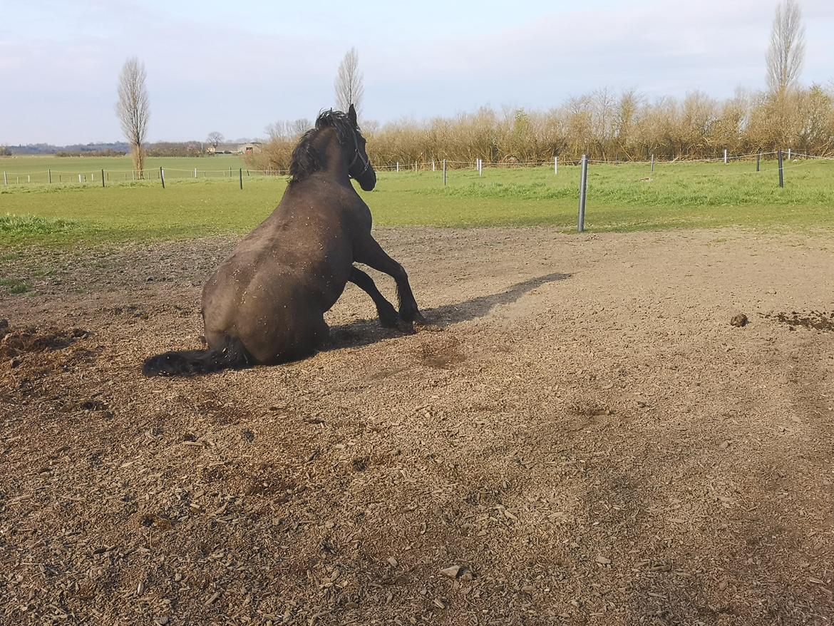 Frieser wijtske HD billede 15