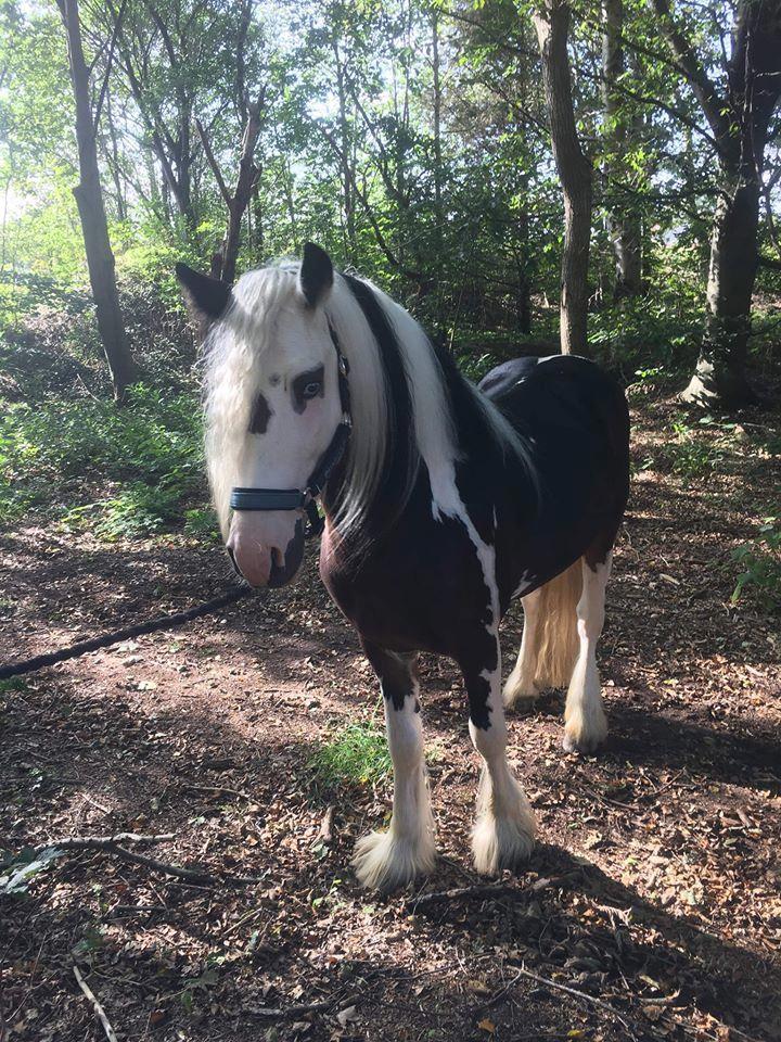 Irish Cob klosters Blue eyed florian gypsy vanner billede 8