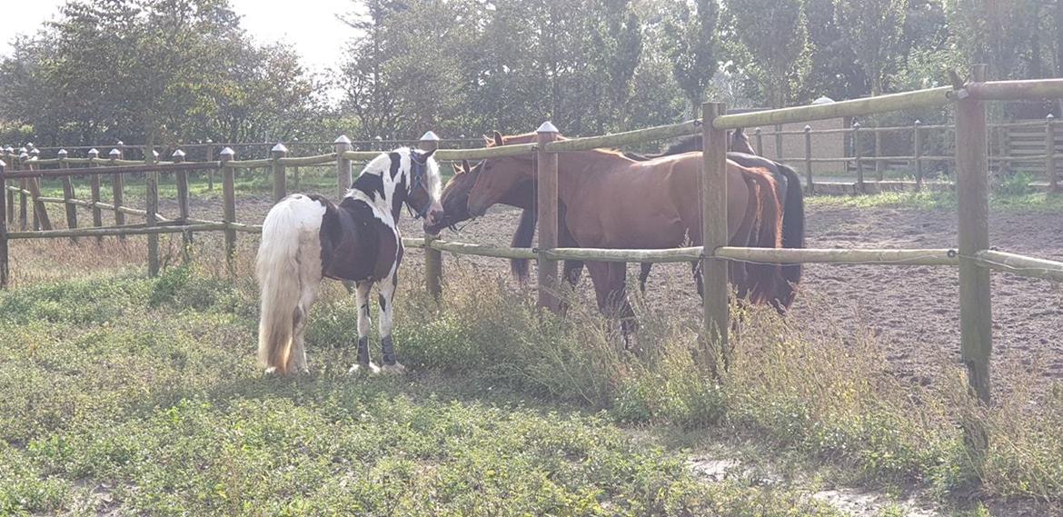 Irish Cob klosters Blue eyed florian gypsy vanner billede 5