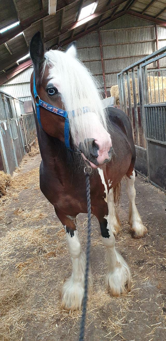 Irish Cob klosters Blue eyed florian gypsy vanner billede 1