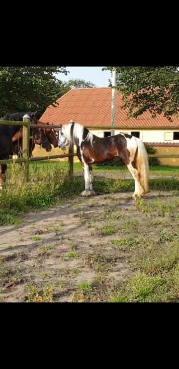 Irish Cob klosters Blue eyed florian gypsy vanner billede 2