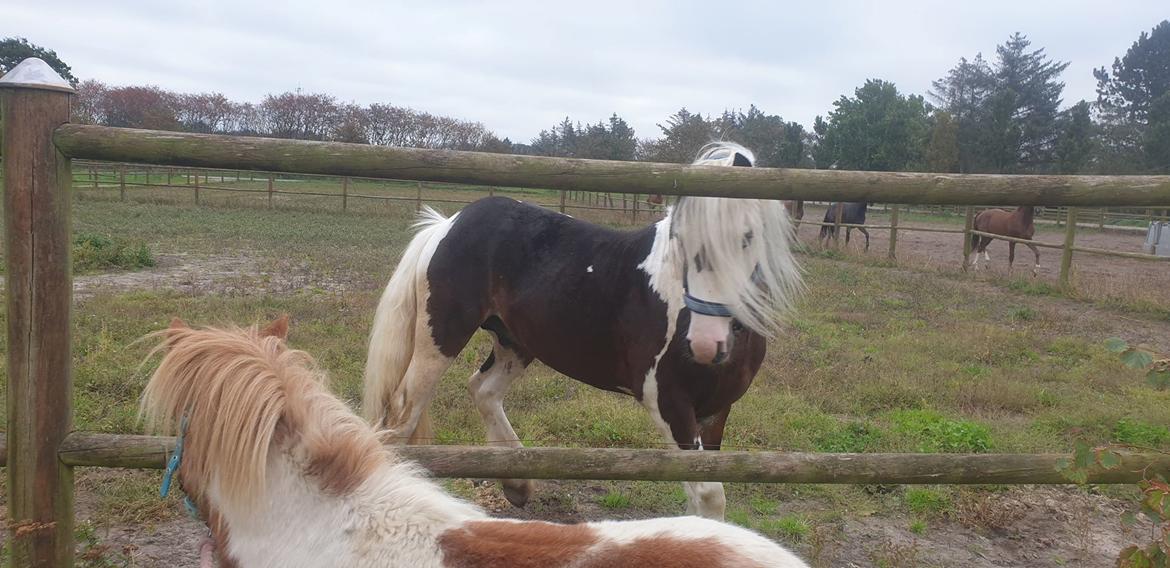 Irish Cob klosters Blue eyed florian gypsy vanner billede 7