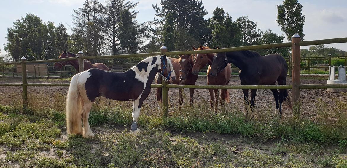 Irish Cob klosters Blue eyed florian gypsy vanner billede 6