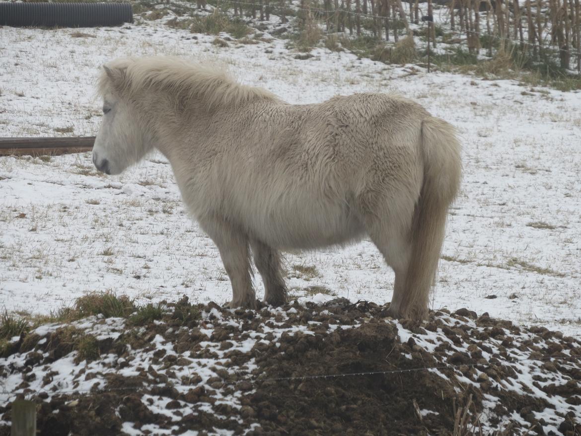 Shetlænder Sigge - Når ens hest bare er mærkelig og sover på møddingen! billede 14