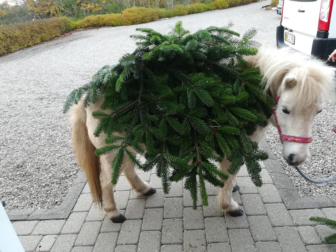 Shetlænder Sigge - Årets juletræ 2018 billede 13