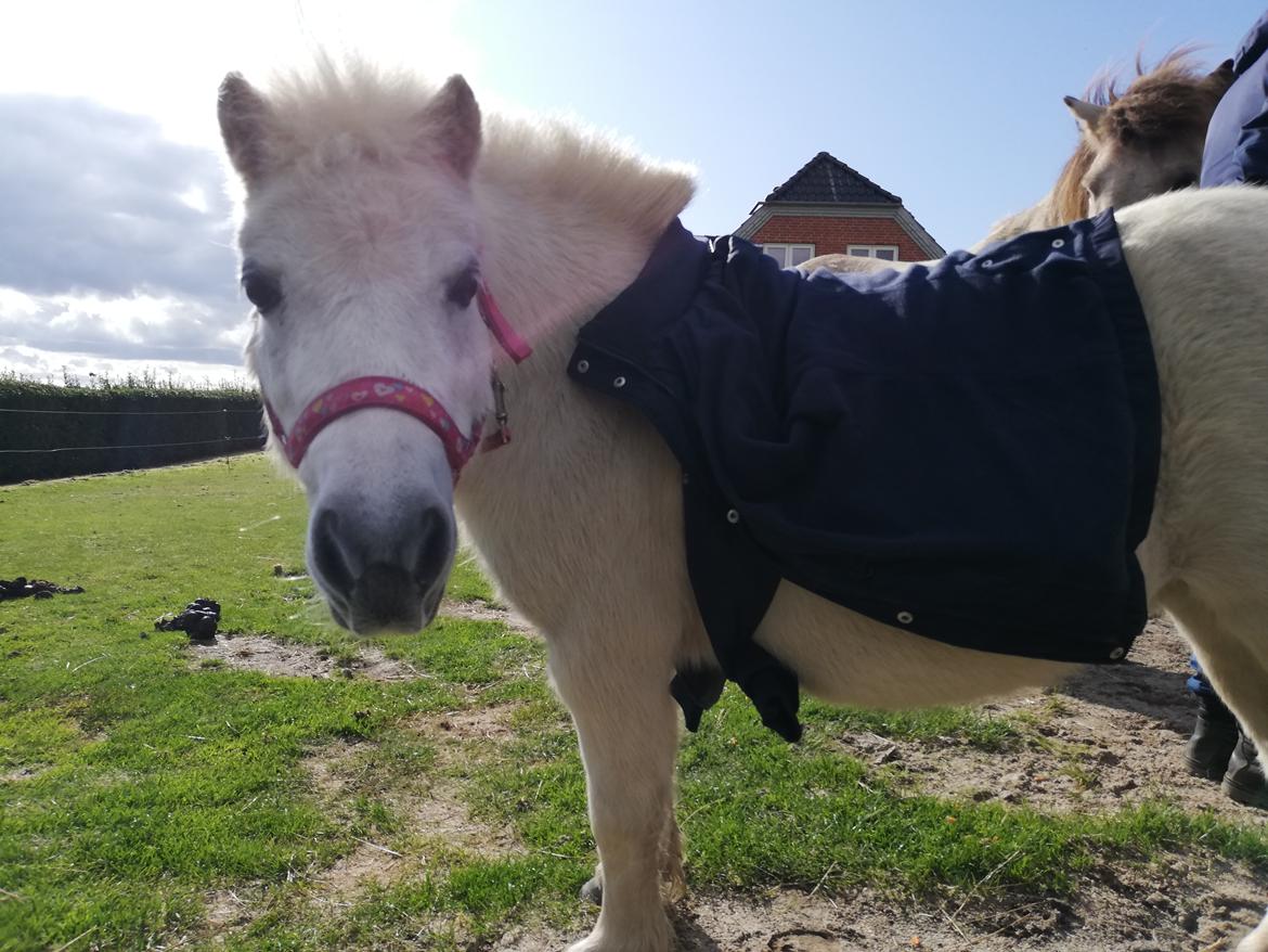 Shetlænder Sigge - Dejligt med en lille hest der kan bære ens jakke billede 8