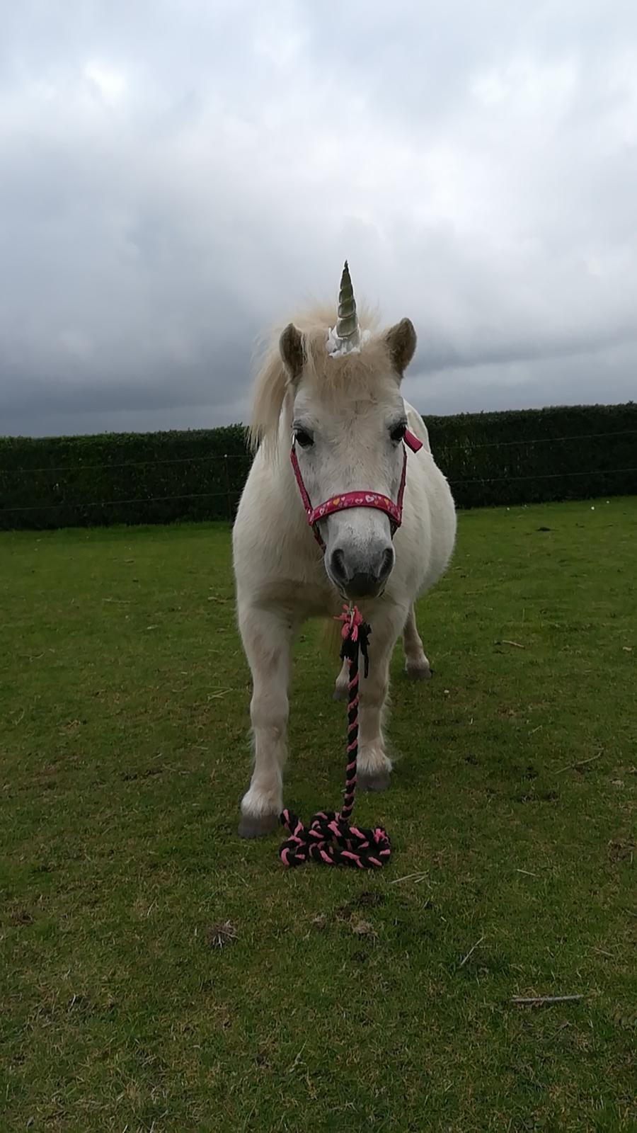 Shetlænder Sigge - Min egen lille unicorn  billede 17