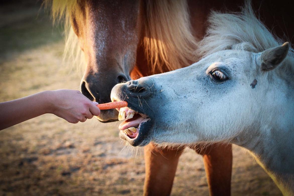 Shetlænder Sigge billede 16