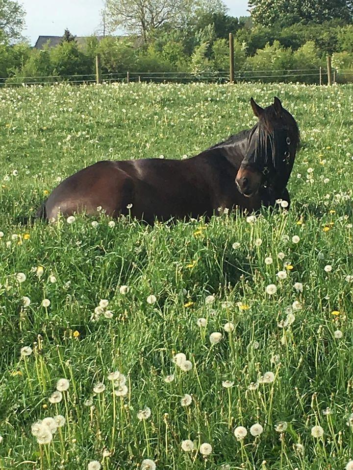 Oldenborg Halkjærs Oskar billede 5