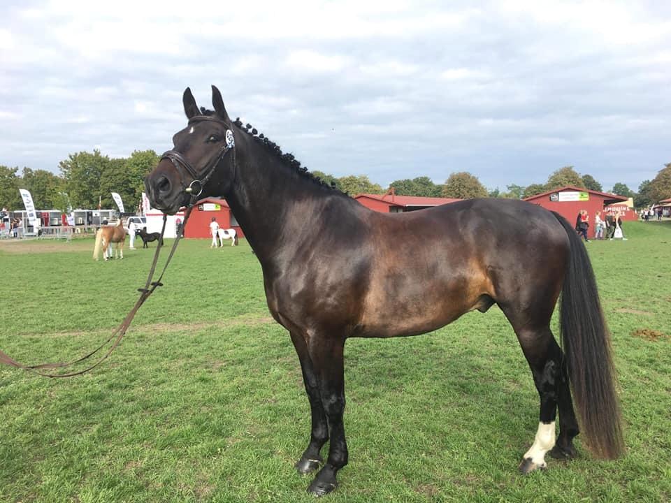 Oldenborg Halkjærs Oskar billede 4