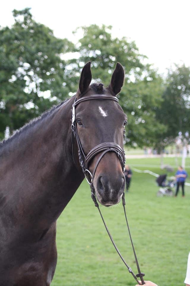 Oldenborg Halkjærs Oskar billede 3