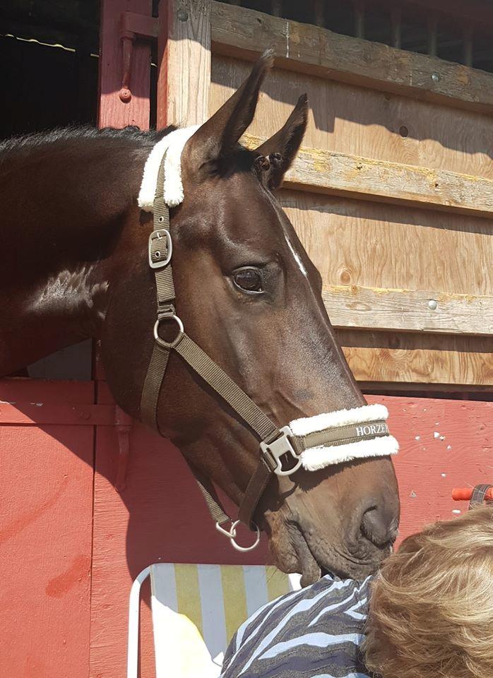 Oldenborg Halkjærs Oskar billede 11