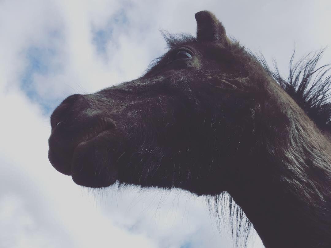 Anden særlig race Samson  billede 4