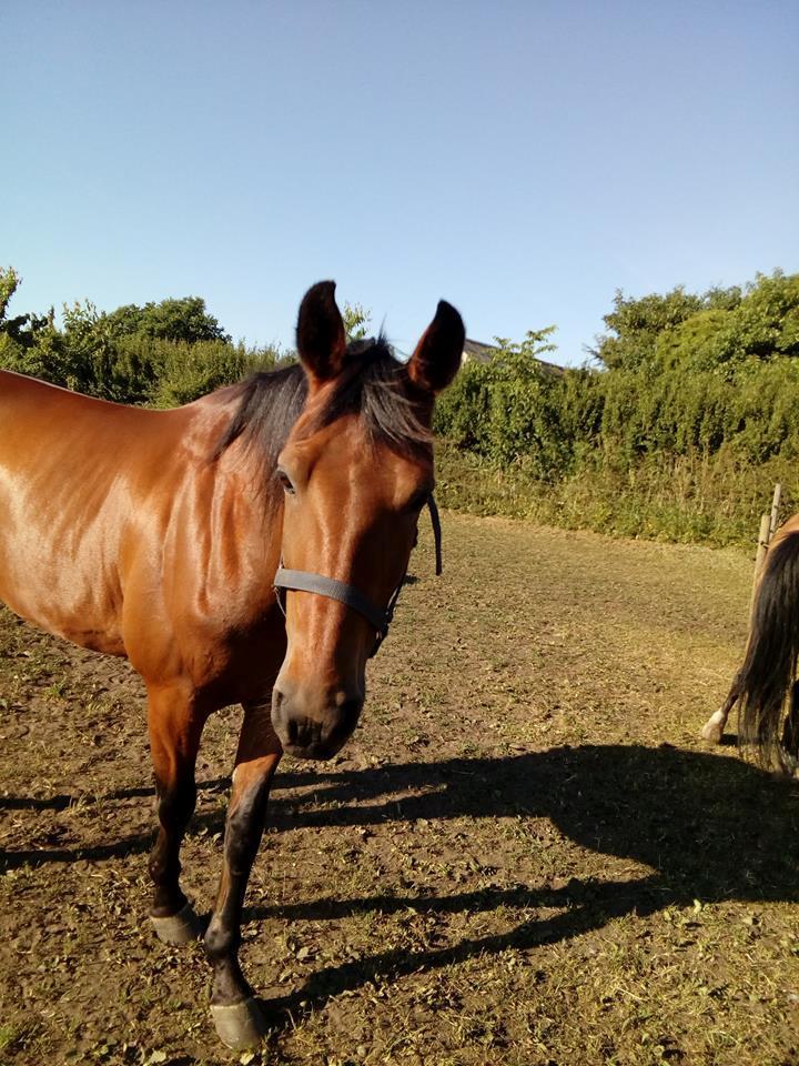 Traver Sweet n sour billede 1