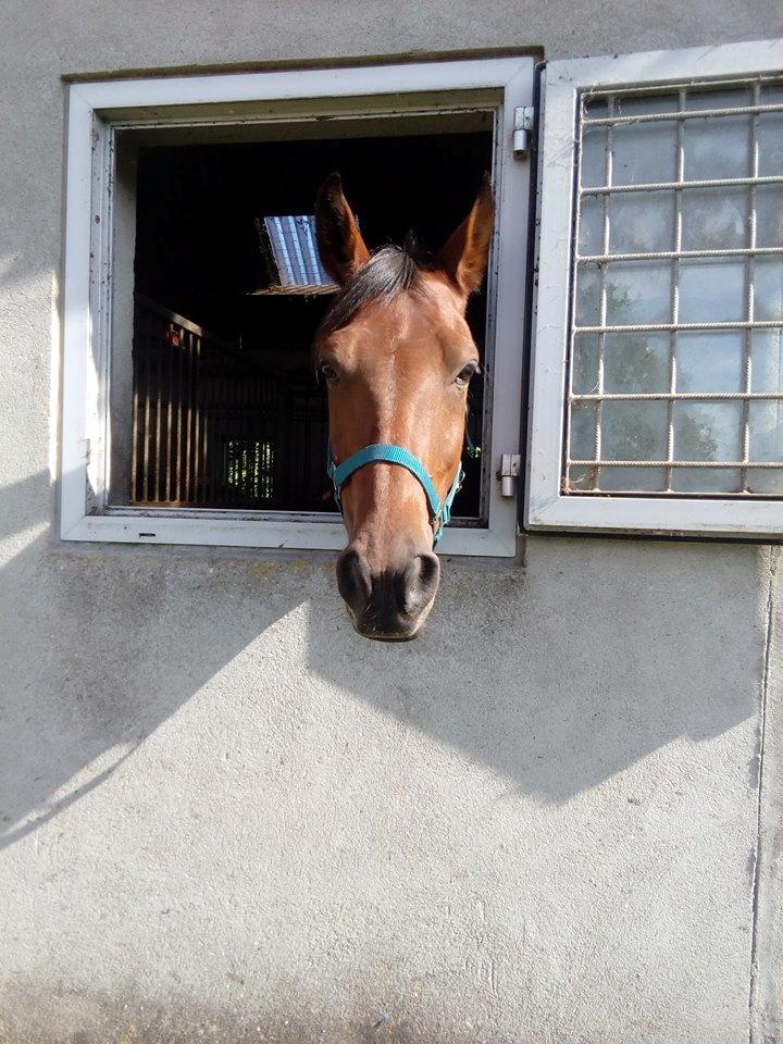 Traver Sweet n sour billede 2