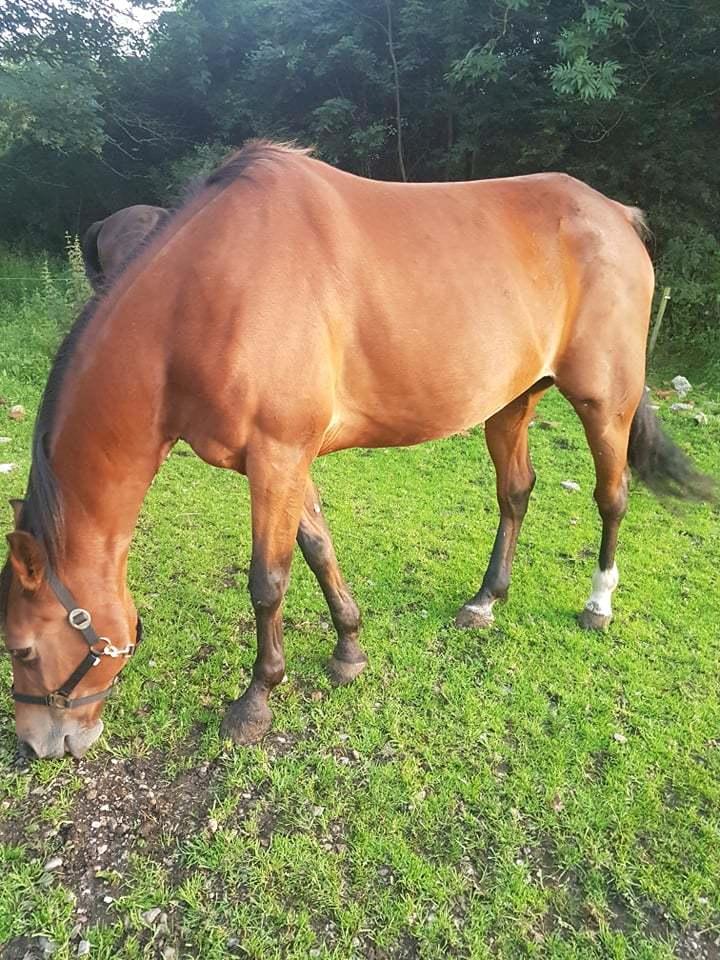 Traver Sweet n sour billede 3