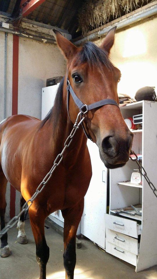 Traver Sweet n sour billede 4