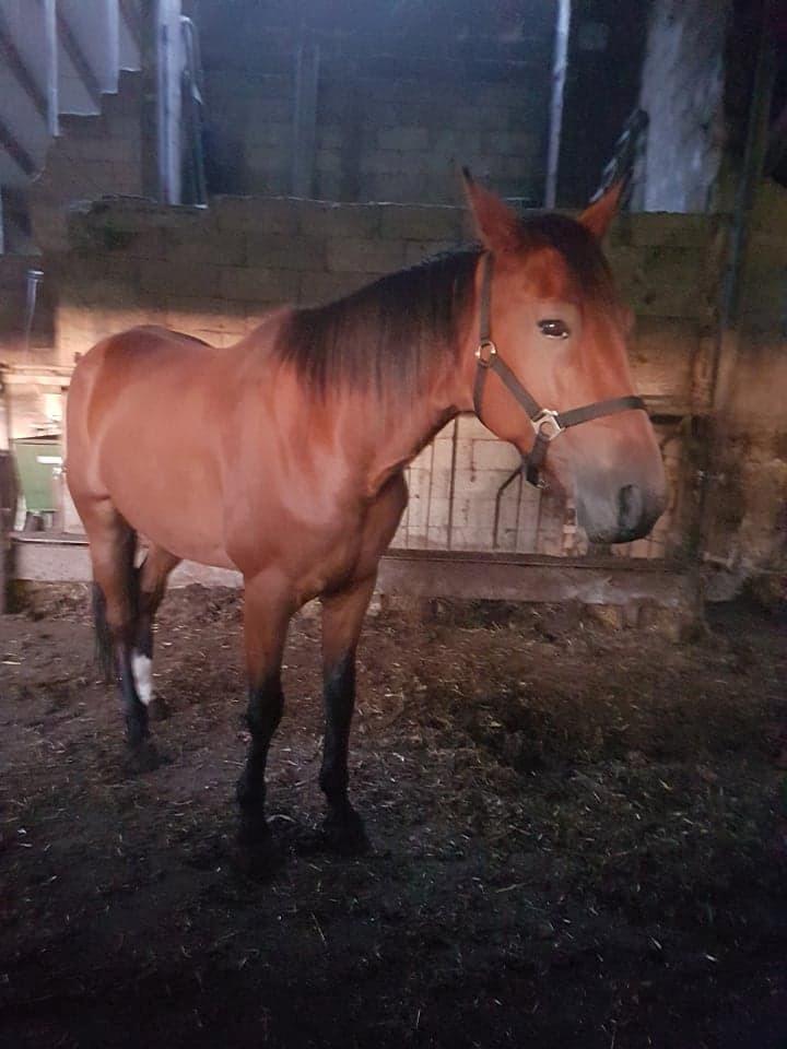 Traver Sweet n sour billede 6