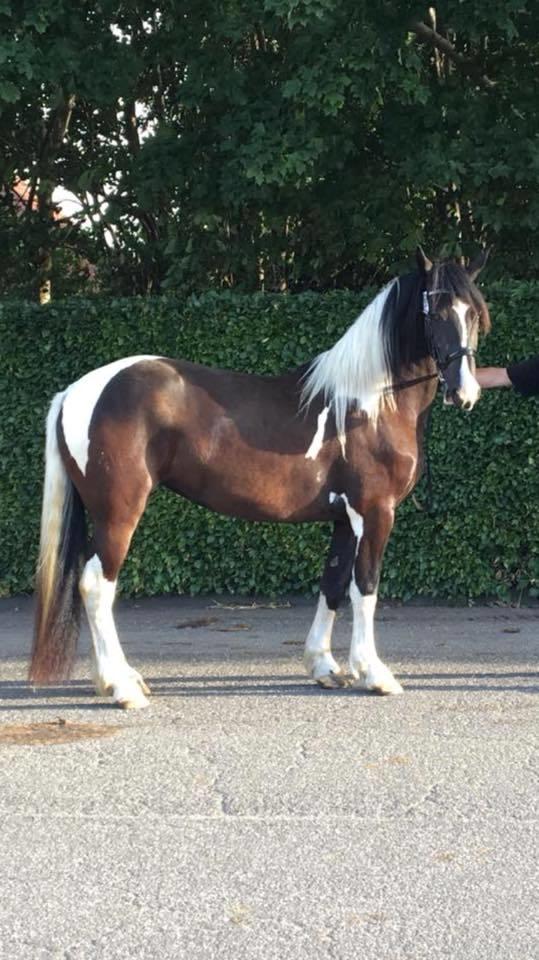 Barockpinto Bonte Wupti billede 1