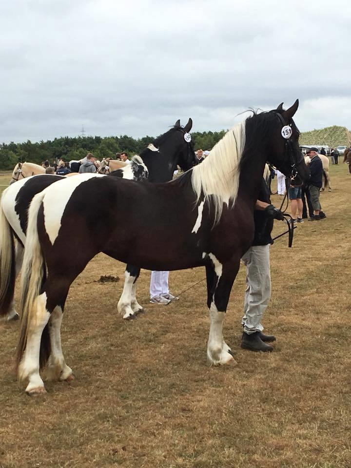 Barockpinto Bonte Wupti billede 3