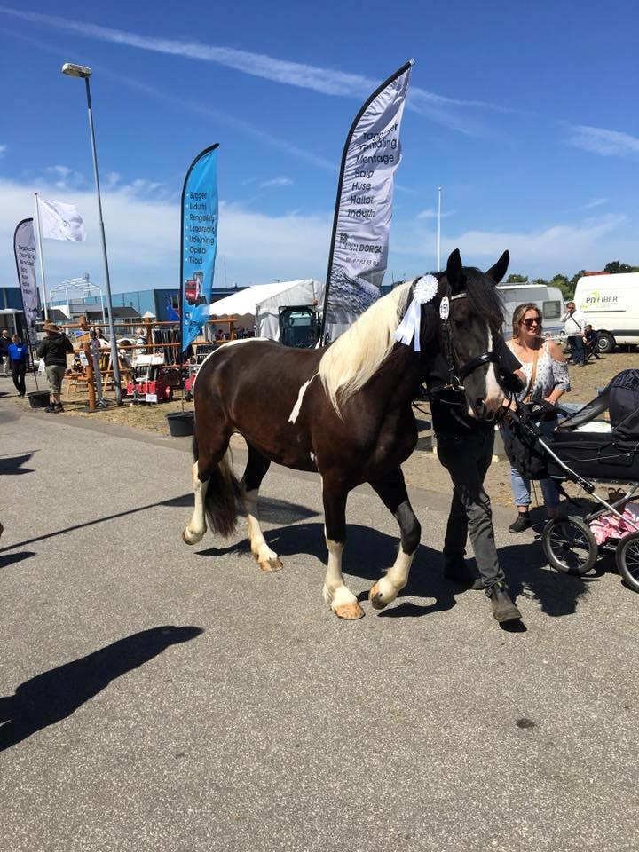 Barockpinto Bonte Wupti billede 4