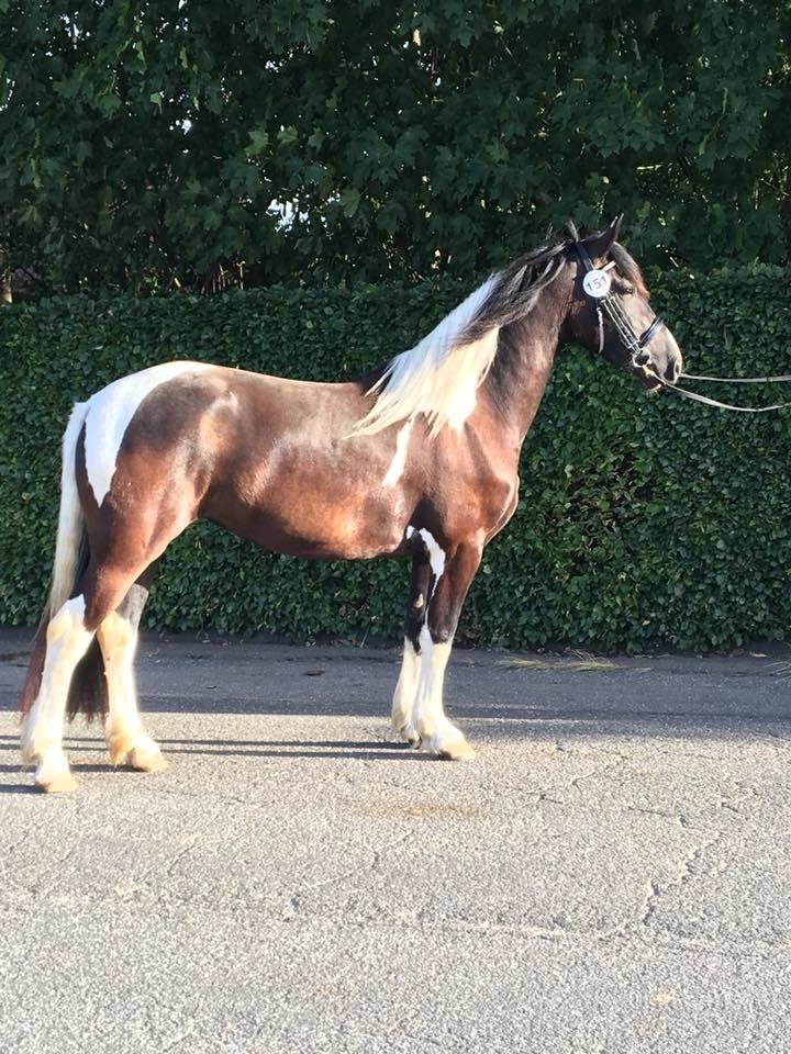 Barockpinto Bonte Wupti billede 5