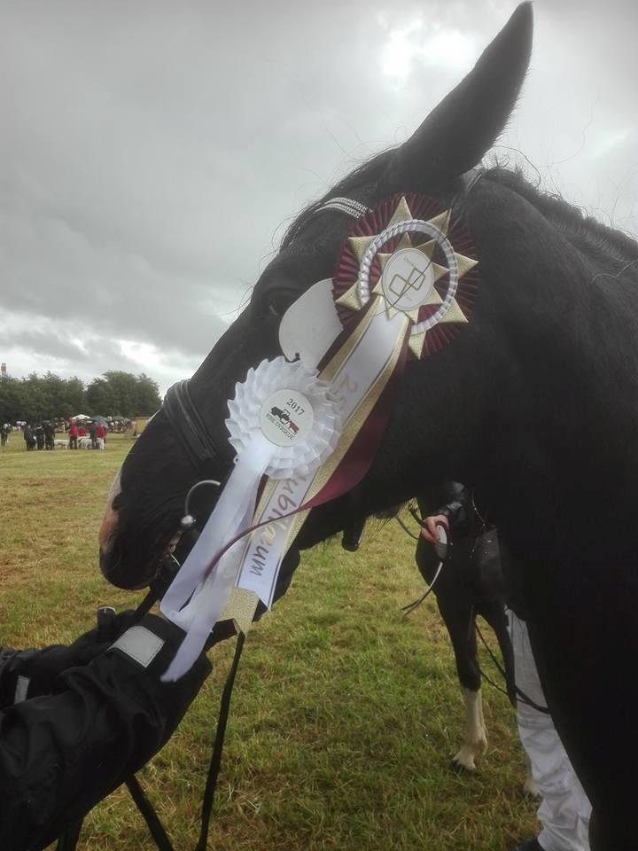 Barockpinto Bonte Wupti billede 6