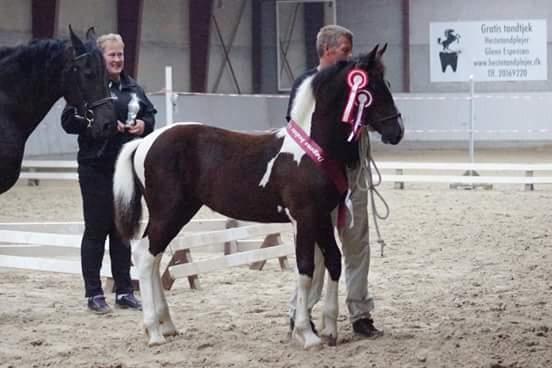 Barockpinto Bonte Wupti billede 7