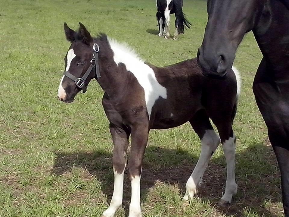 Barockpinto Bonte Wupti billede 8