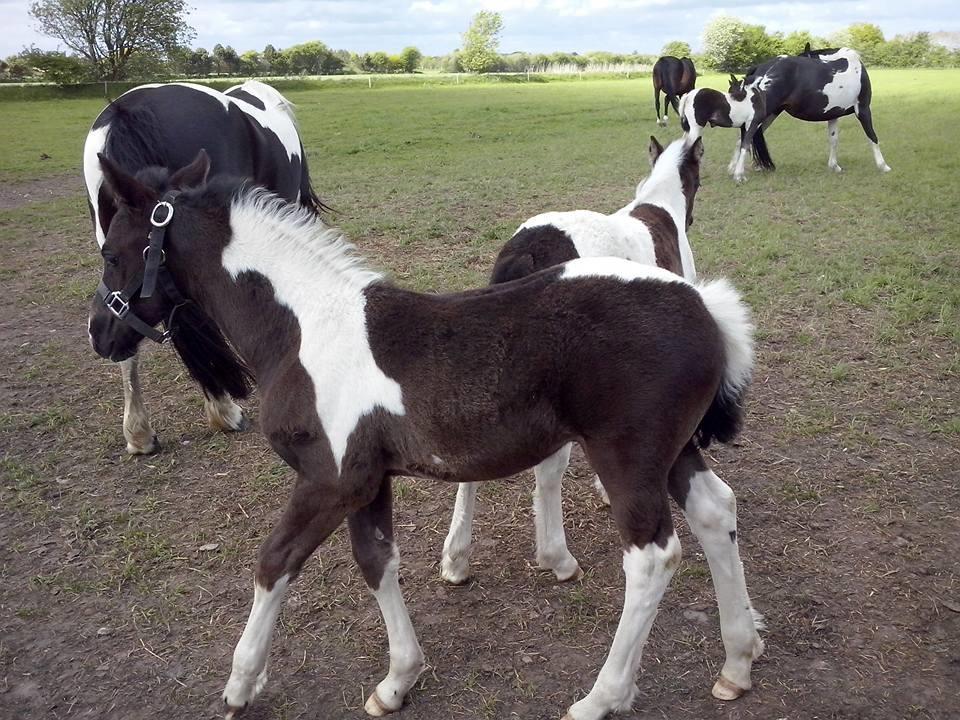 Barockpinto Bonte Wupti billede 10