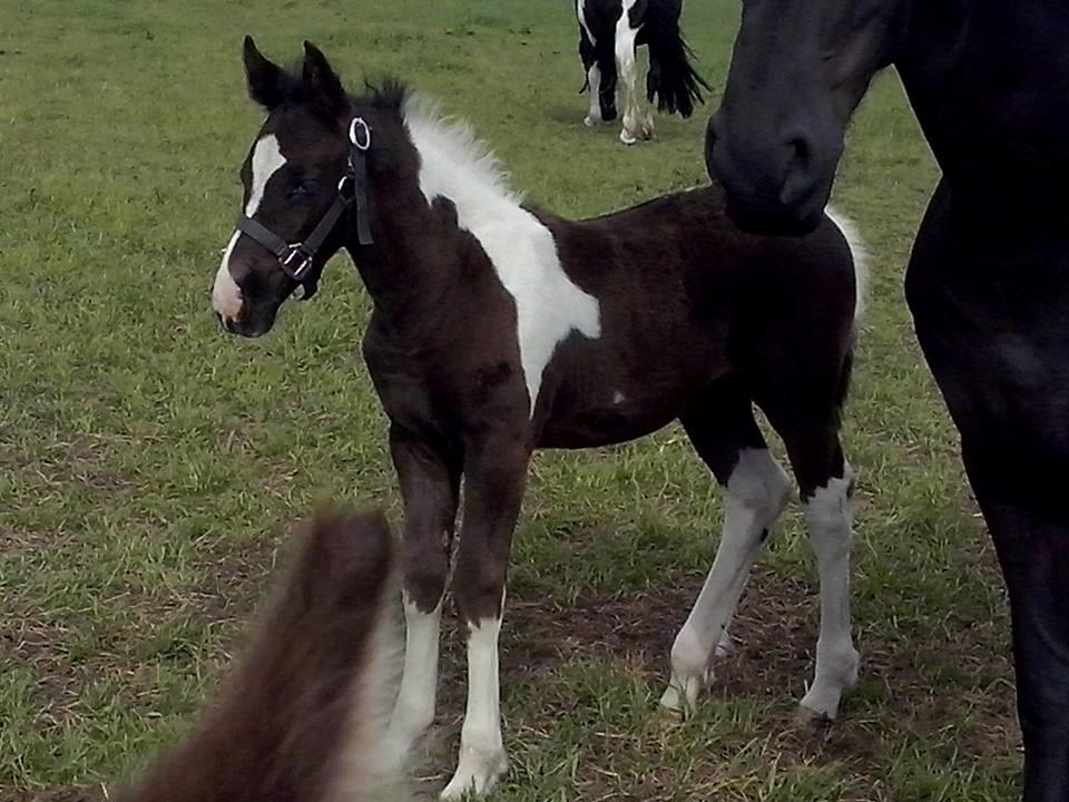 Barockpinto Bonte Wupti billede 11