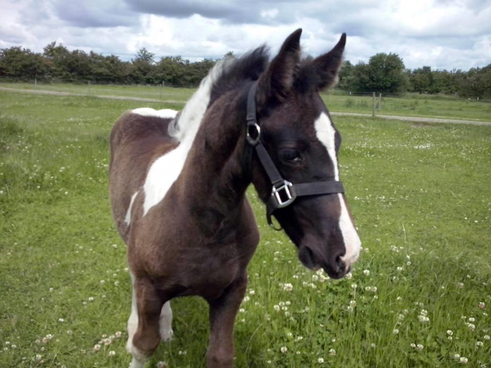 Barockpinto Bonte Wupti billede 12