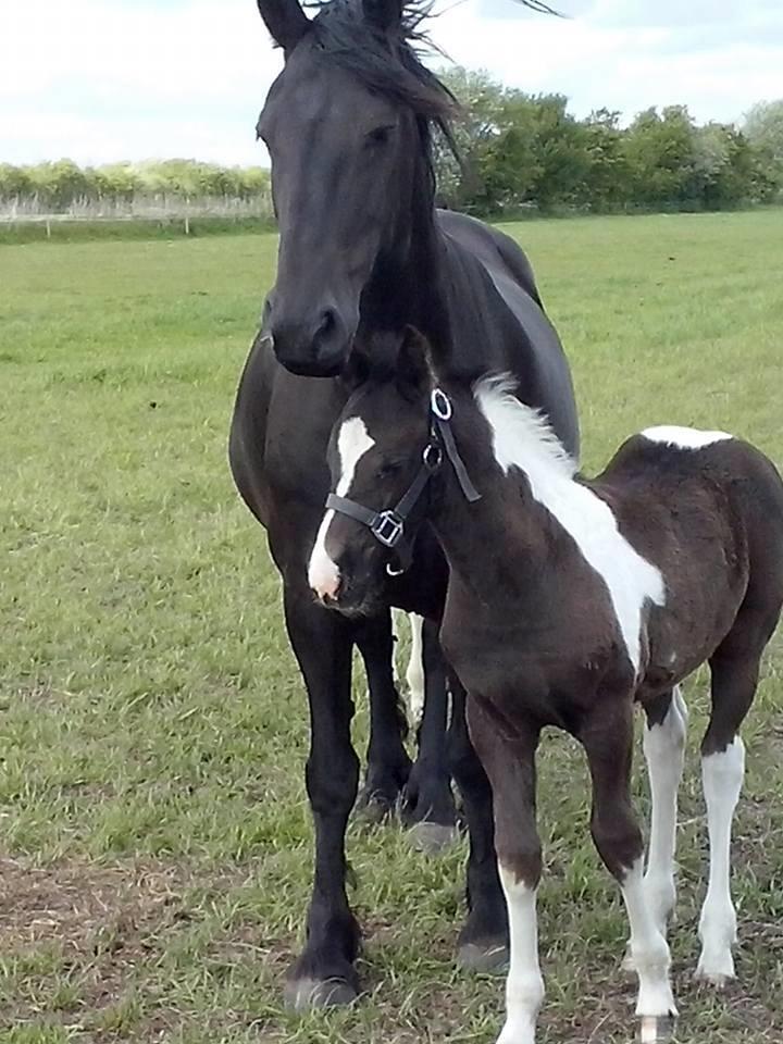 Barockpinto Bonte Wupti billede 9