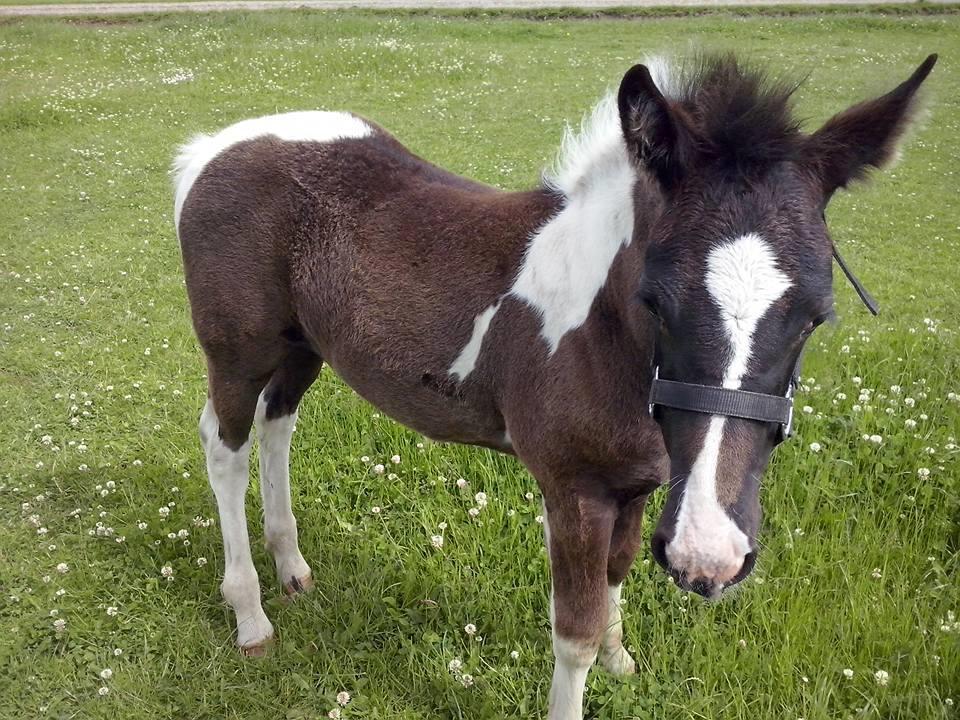 Barockpinto Bonte Wupti billede 13