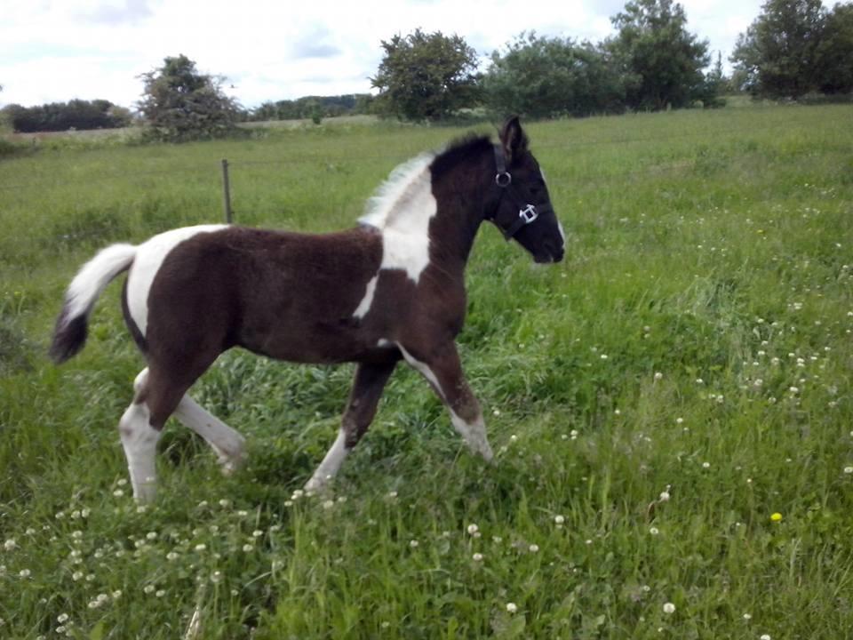 Barockpinto Bonte Wupti billede 15