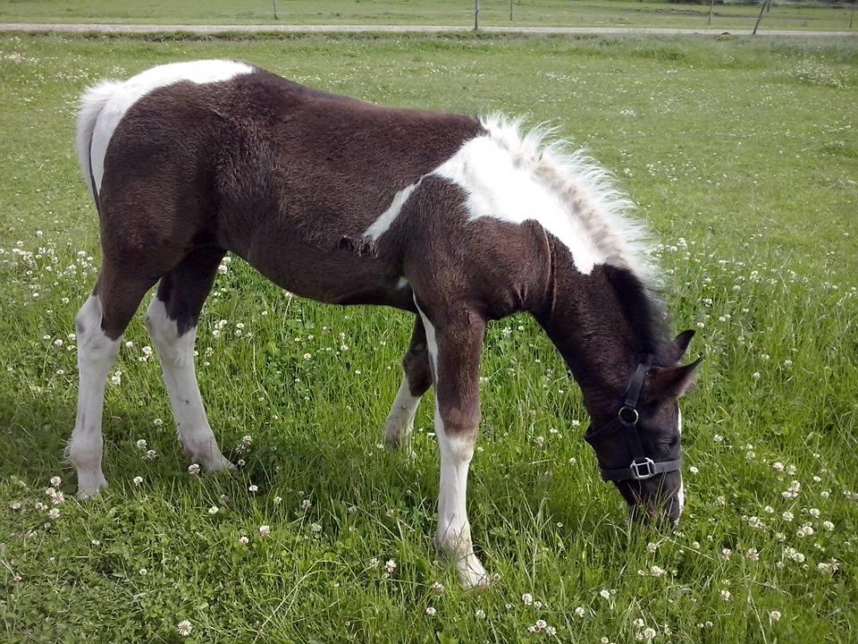 Barockpinto Bonte Wupti billede 16