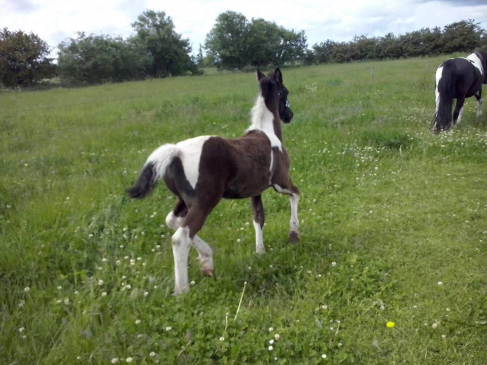 Barockpinto Bonte Wupti billede 14