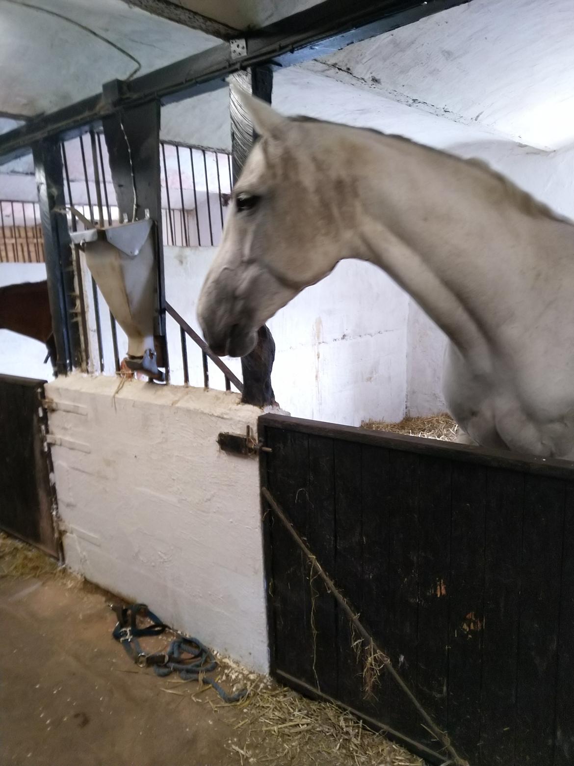 Dansk Varmblod Bøgevejens corrana billede 3