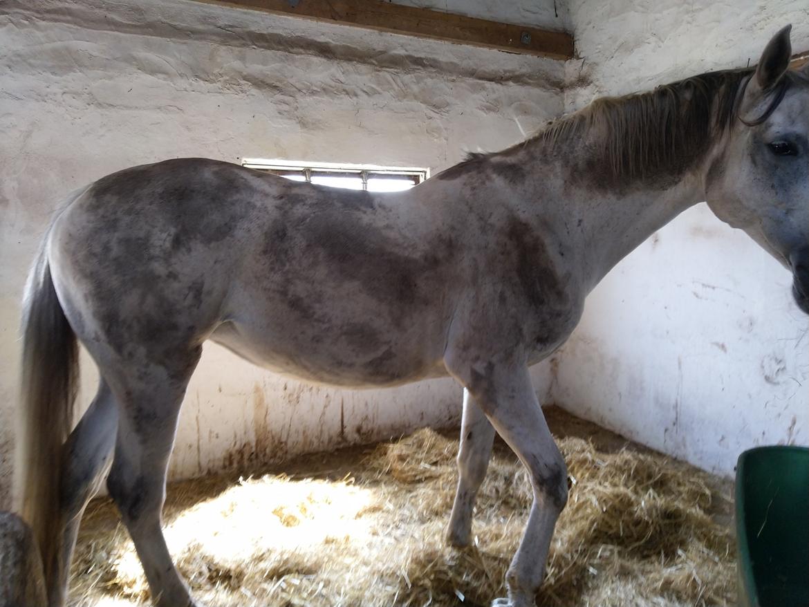 Dansk Varmblod Bøgevejens corrana billede 5