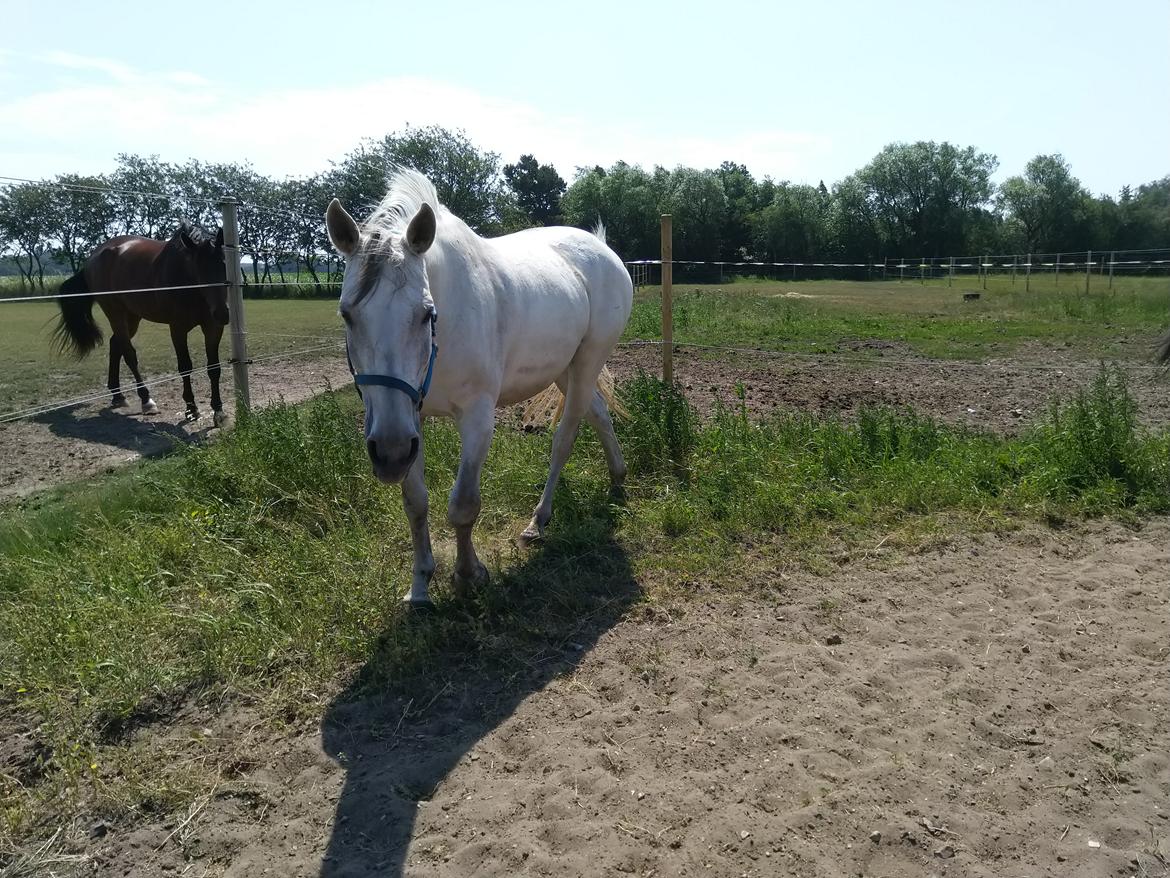 Dansk Varmblod Bøgevejens corrana billede 6