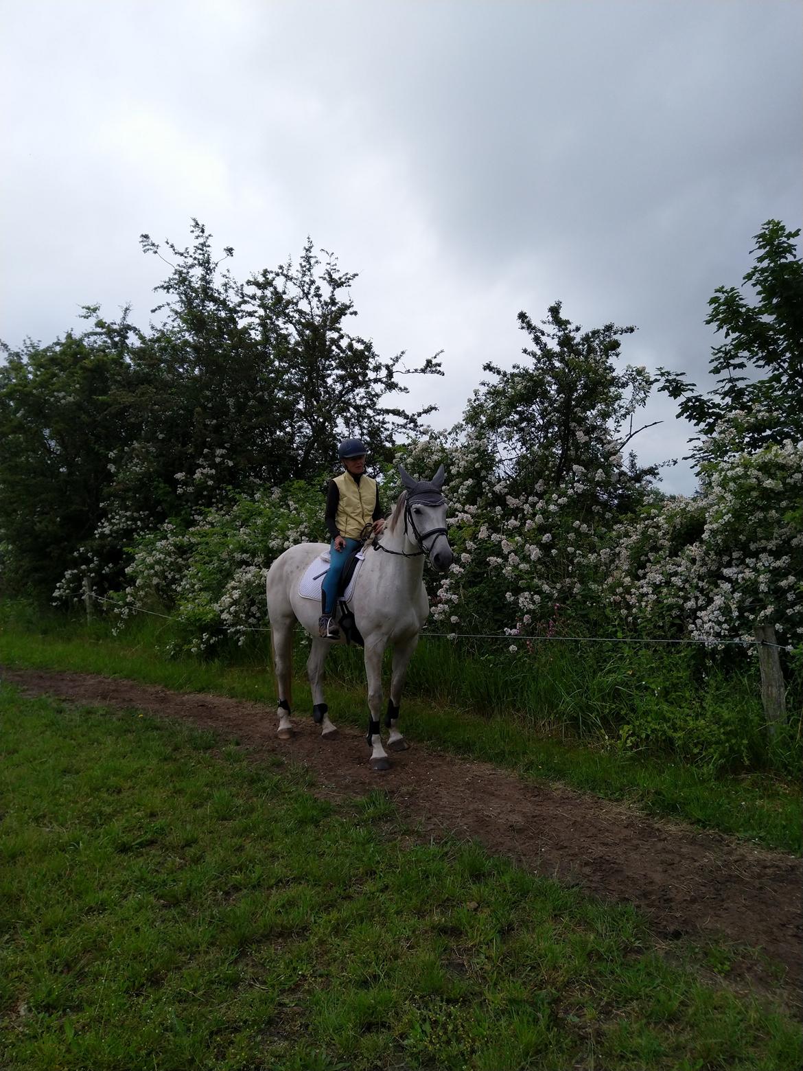 Dansk Varmblod Bøgevejens corrana billede 7