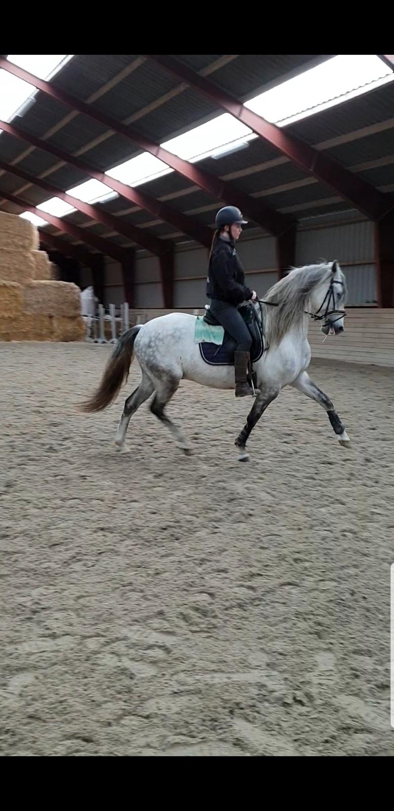 Lusitano Gladiador  billede 11